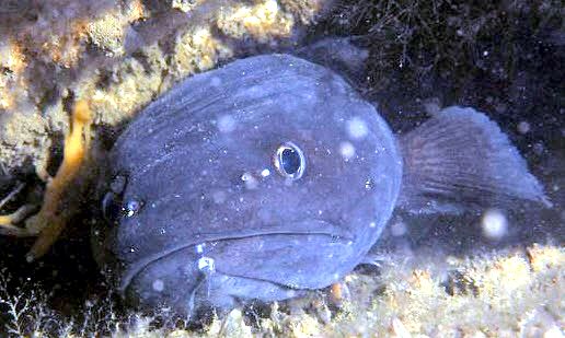Raniceps raninus_02211